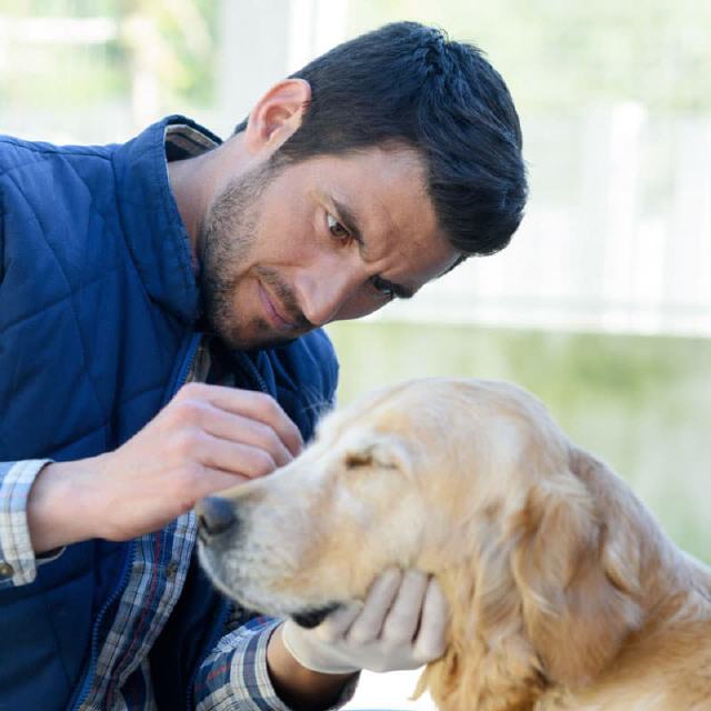 Augenpflege Hunde