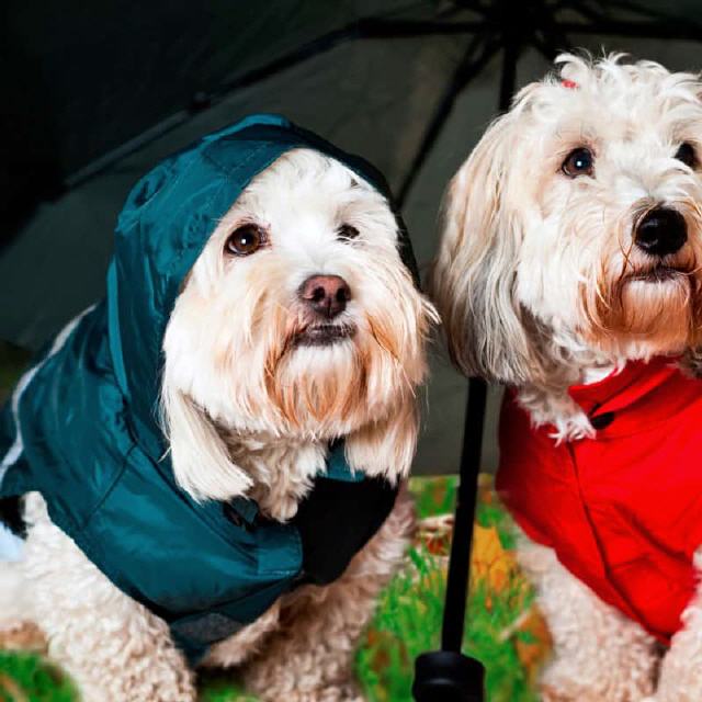 Hundegewand für schlechtes Wetter