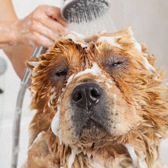 So badet man Hunde fachgerecht