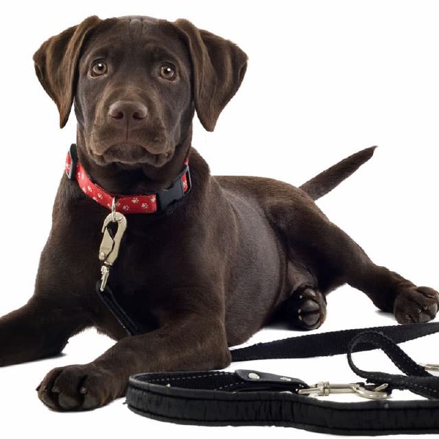 Halsbänder und Leinen für Hunde und Katzen