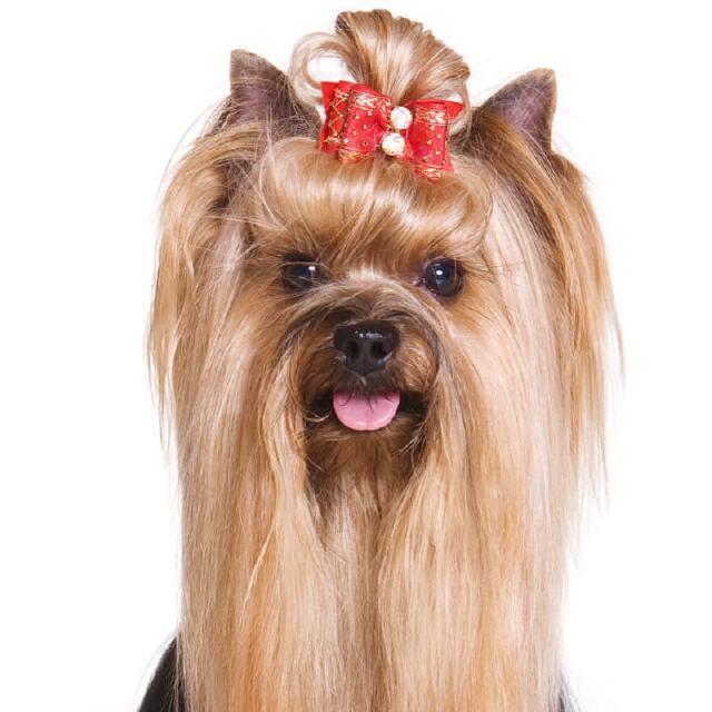 Haarschleifen für Hunde