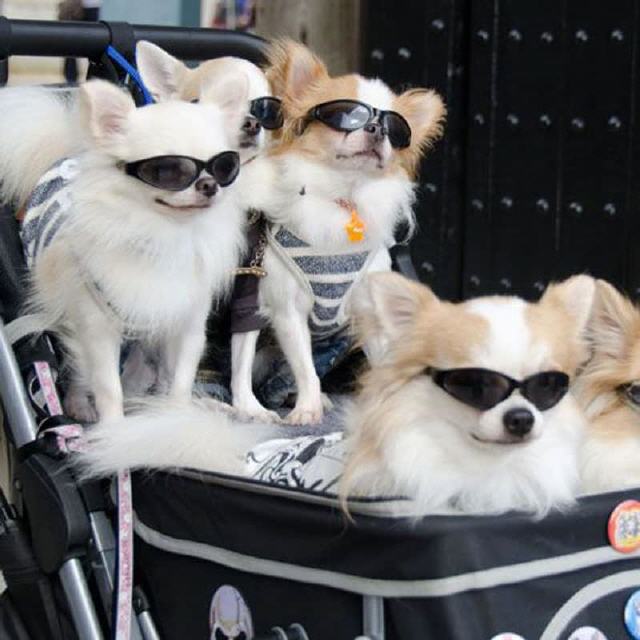 Hundewägen - Buggys