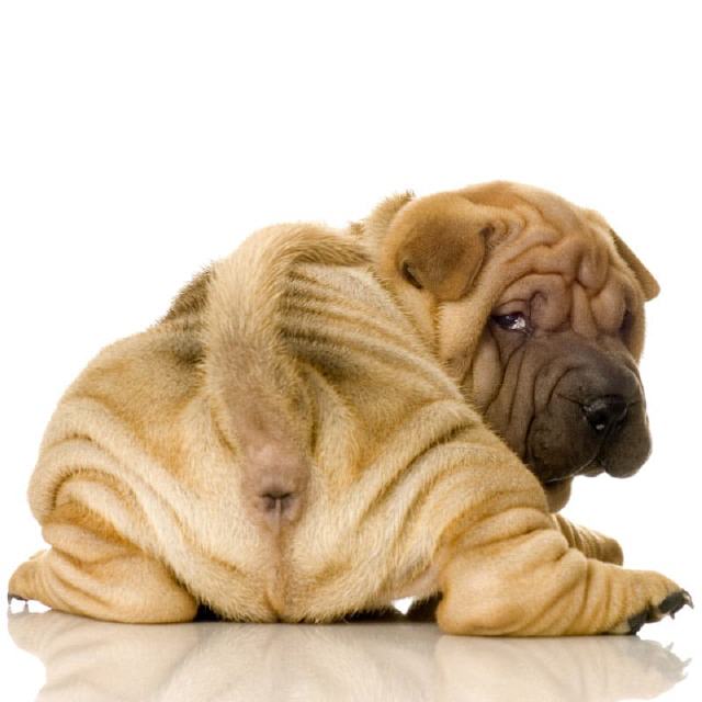 Intimpflege Hunde