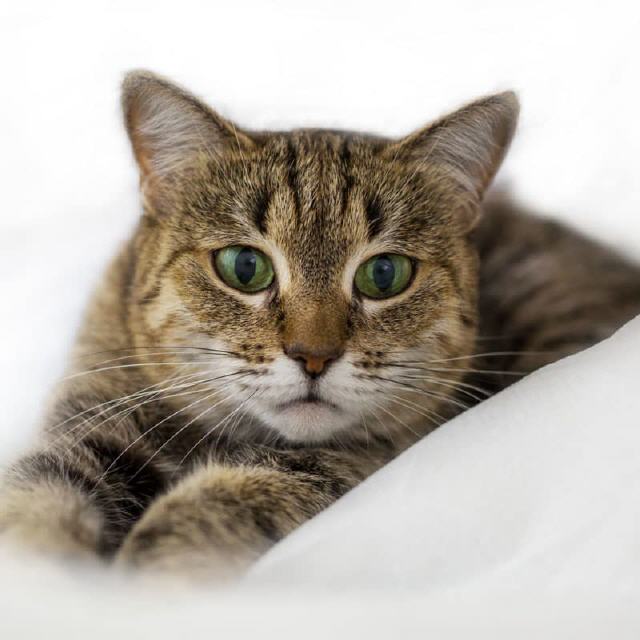 Katzenbedarf