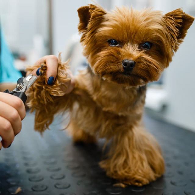 Krallenpflege beim Hund