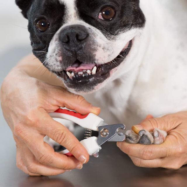 Warum schneidet man beim Hund die Krallen?