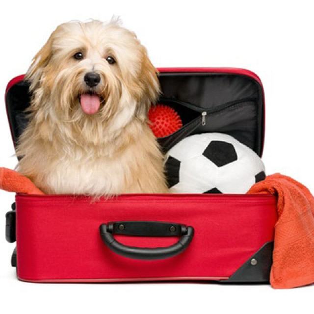 Mit Hund und Katz auf Reisen