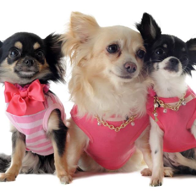 Hundebekleidung für schicken Hund