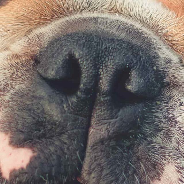 Nasenpflege für Hunde