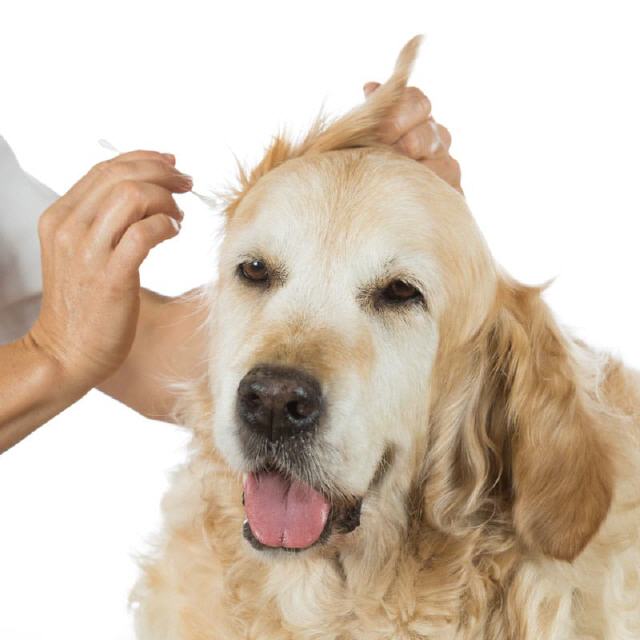 Ohrenpflege Hunde